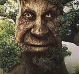 wise tree